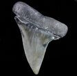 Large, Fossil Mako Shark Tooth - Georgia #75057-1